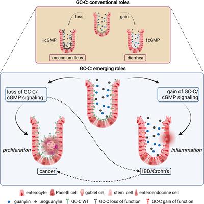 Receptor Guanylyl Cyclase C and Cyclic GMP in Health and Disease: Perspectives and Therapeutic Opportunities